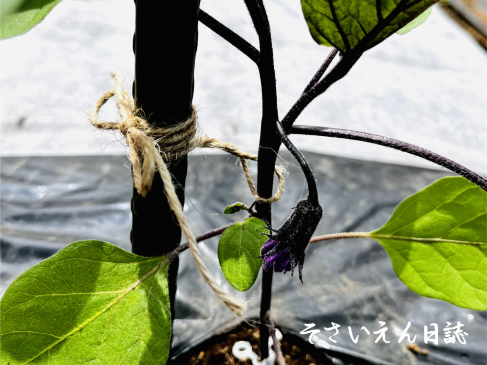 支柱誘引 茄子苗