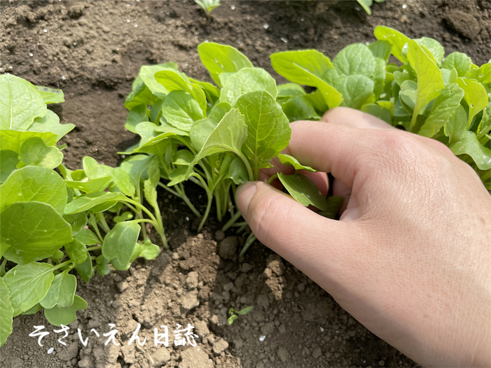 芽育てケア サラダ小松菜