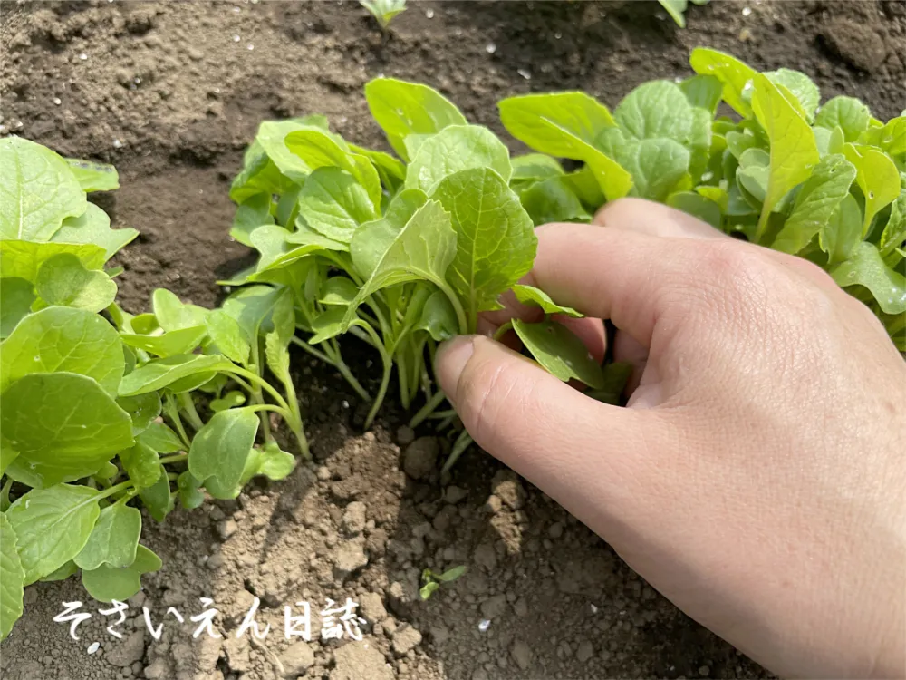 サラダ小松菜の間引き&収穫