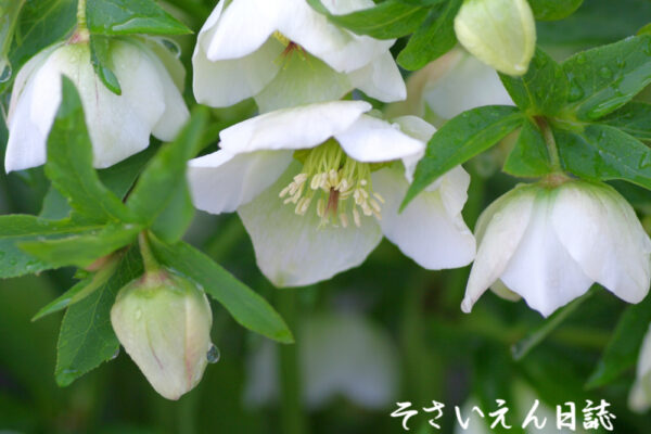 雨上がり庭 クリスマスローズ