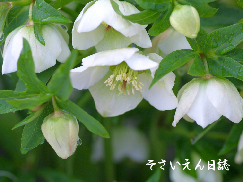 雨上がり庭 クリスマスローズ