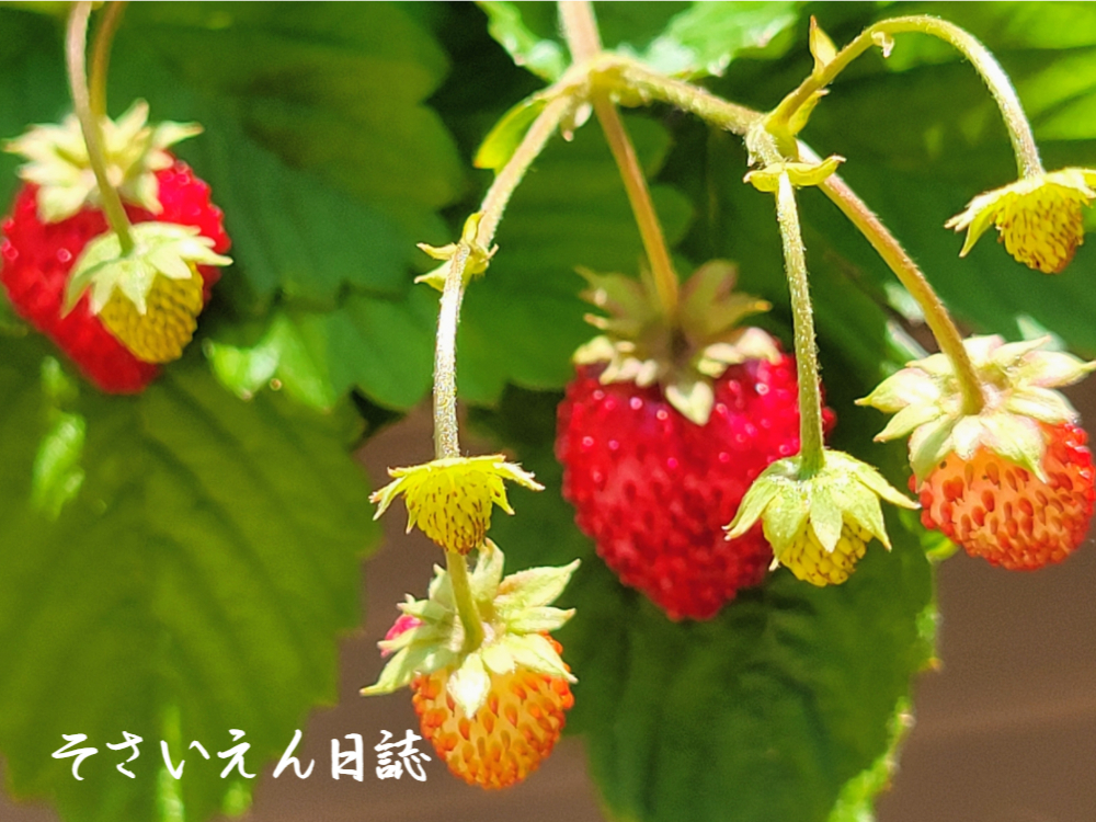 花から実へ ワイルドストロベリー