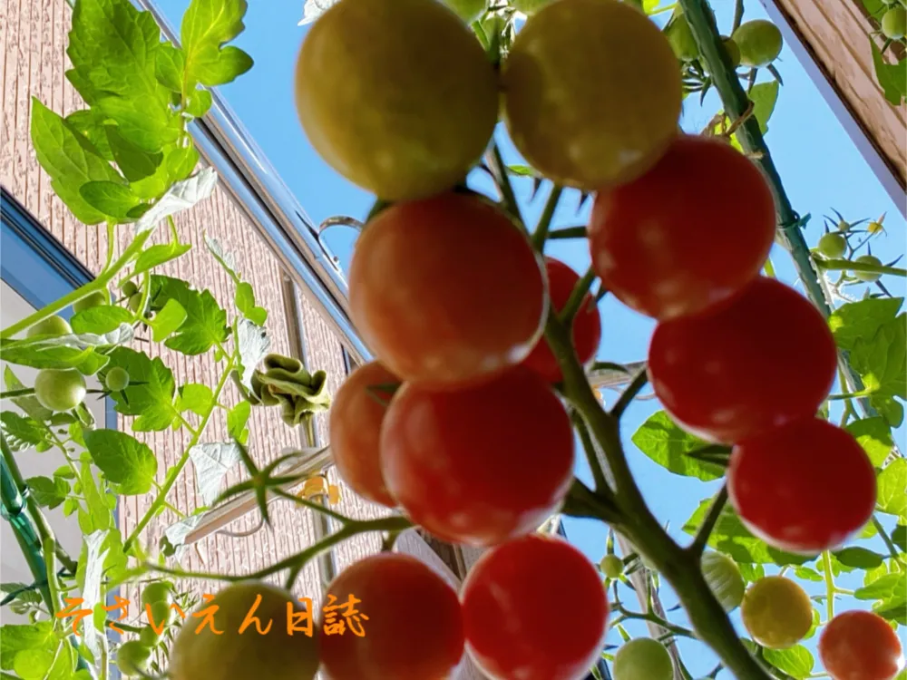 ミニトマトの実りを見上げる