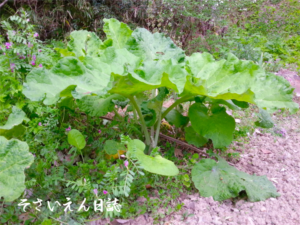 穀雨そだち記録 ゴボウ