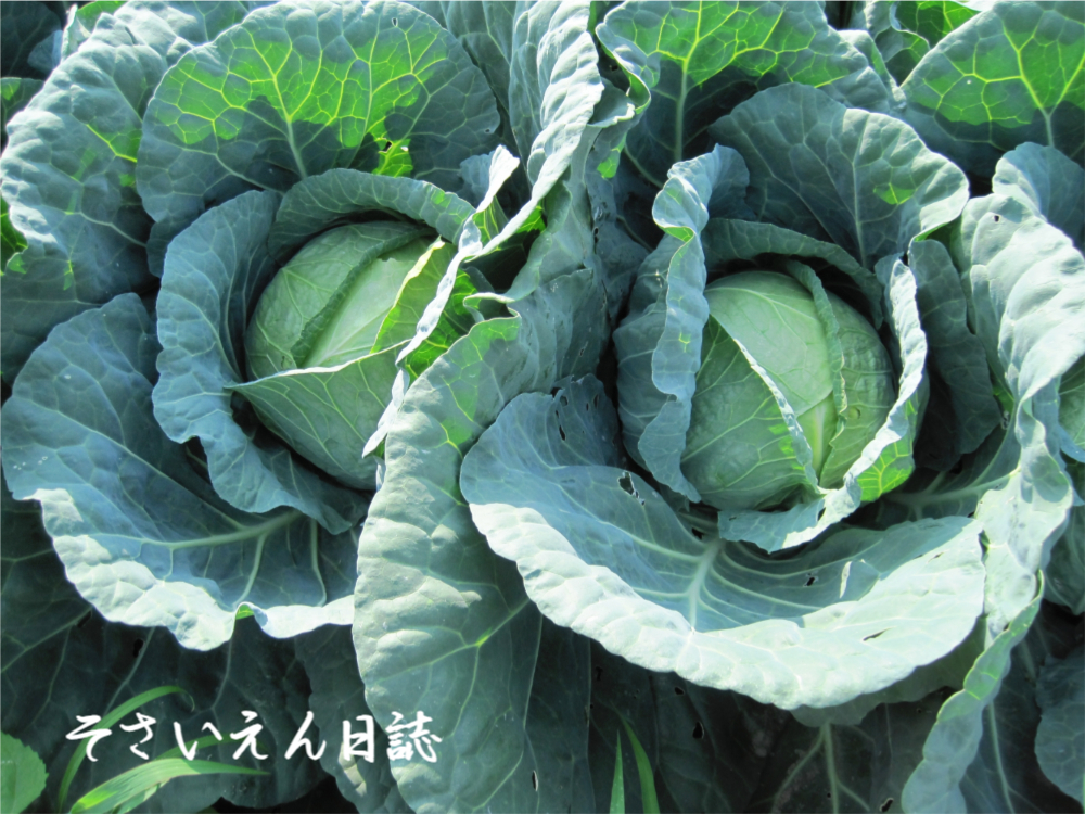 収穫前のキャベツ畑