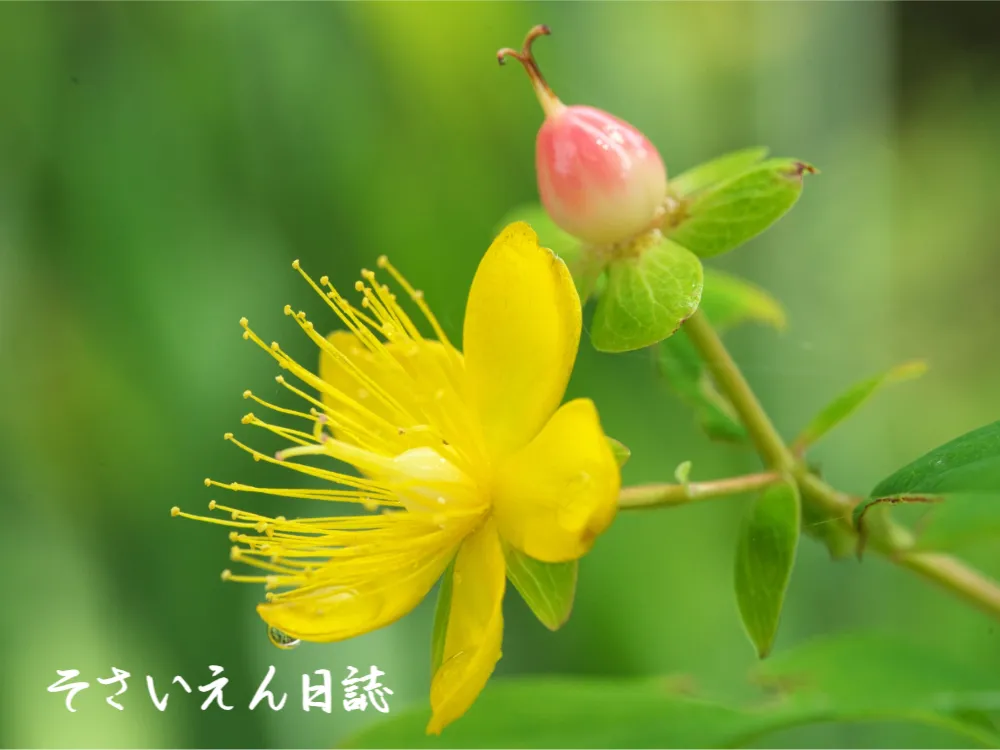 オトギリソウの花と結実