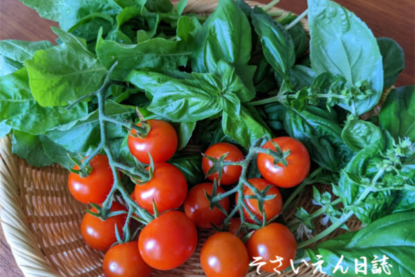 穀雨菜園ベランダ入門