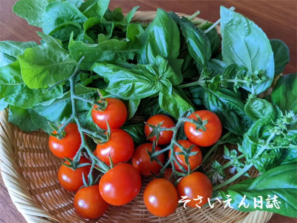穀雨菜園ベランダ入門