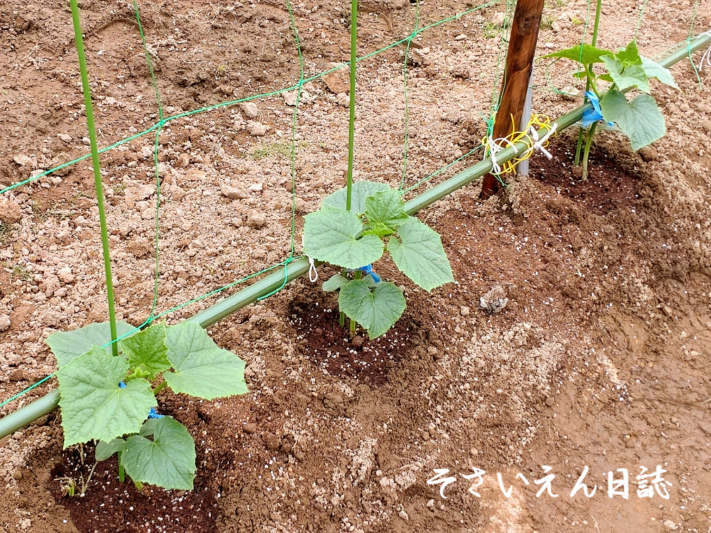 新芽ケア キュウリ