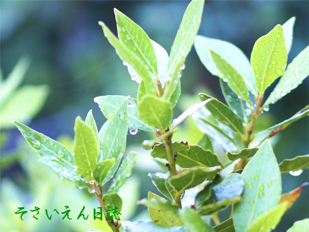 雨上がり、月桂樹