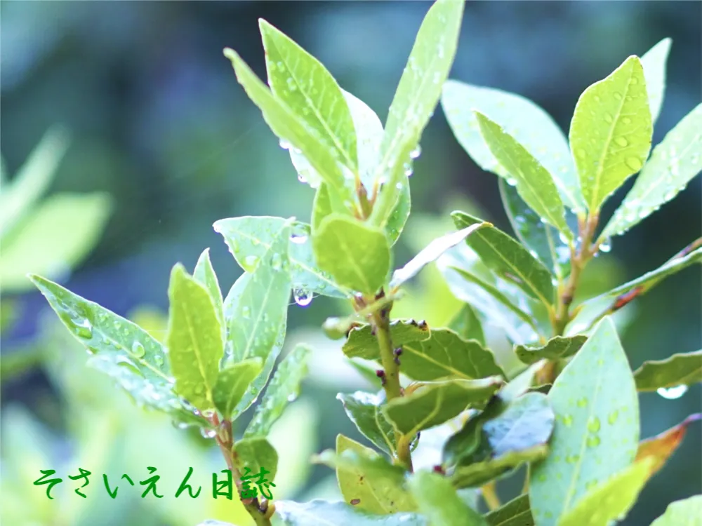 月桂樹に雨の雫