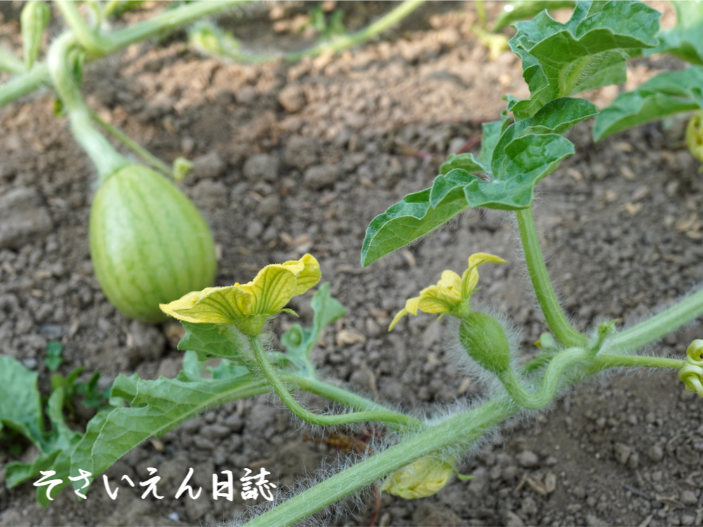 花から実へ スイカ