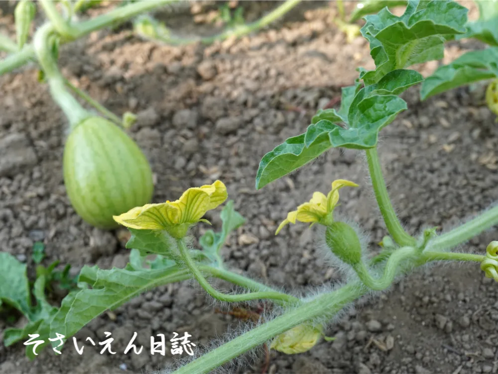 スイカの雄花と雌花