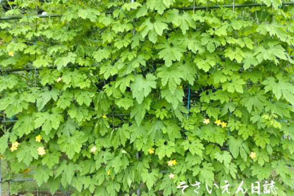 新芽ケア ゴーヤ
