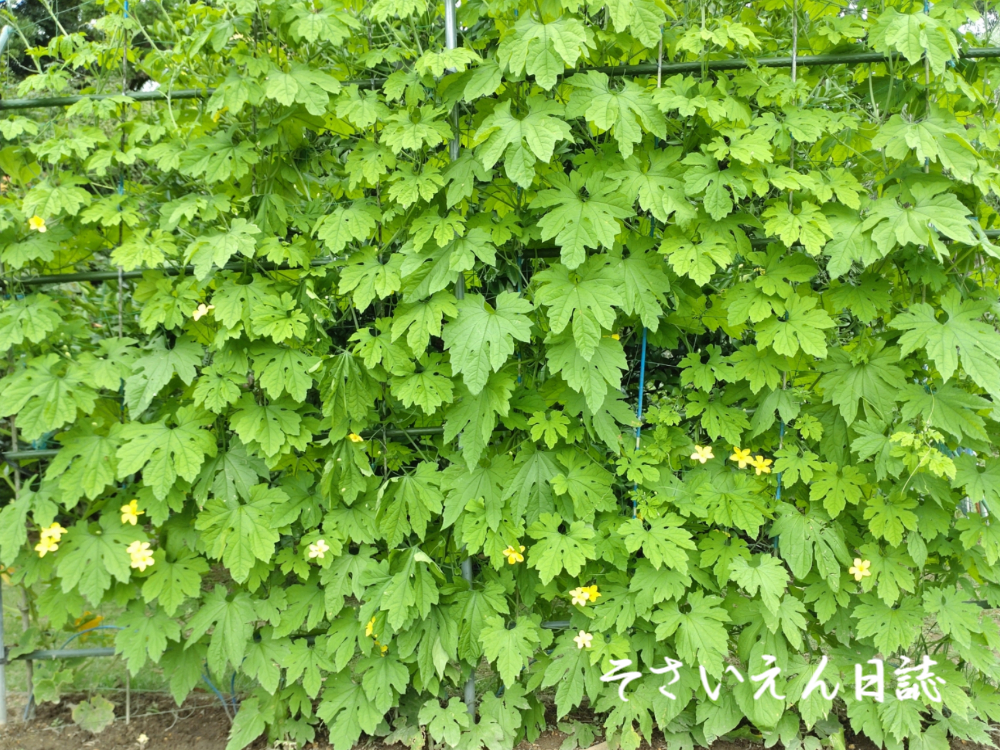 新芽ケア ゴーヤ