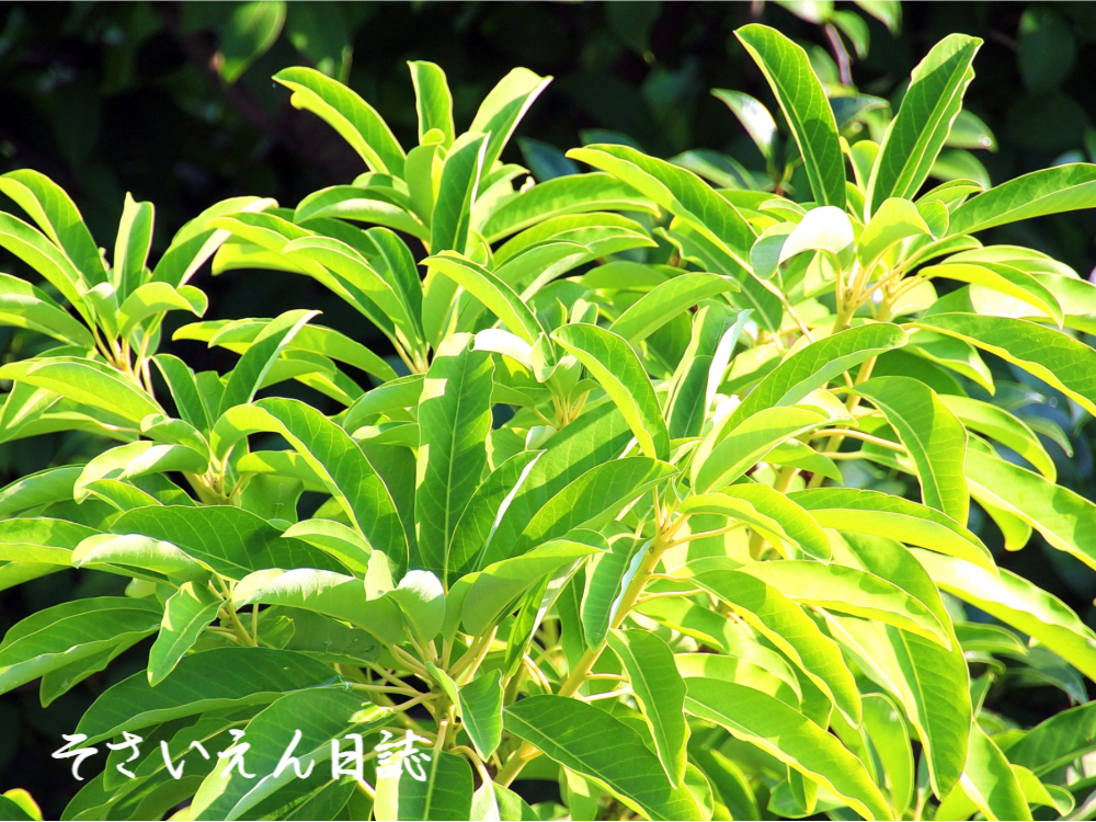 若葉の光 ゆずり葉