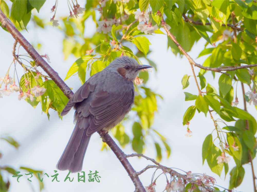 晩春の詩庭 葉桜