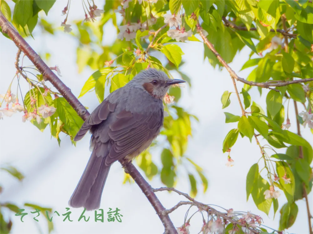 ヒヨドリと葉桜