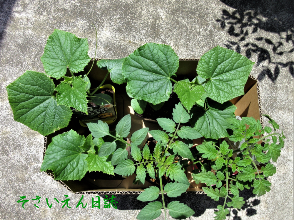 きゅうりとトマトの苗