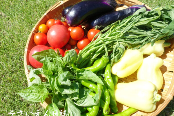 夏の朝採り無農薬野菜