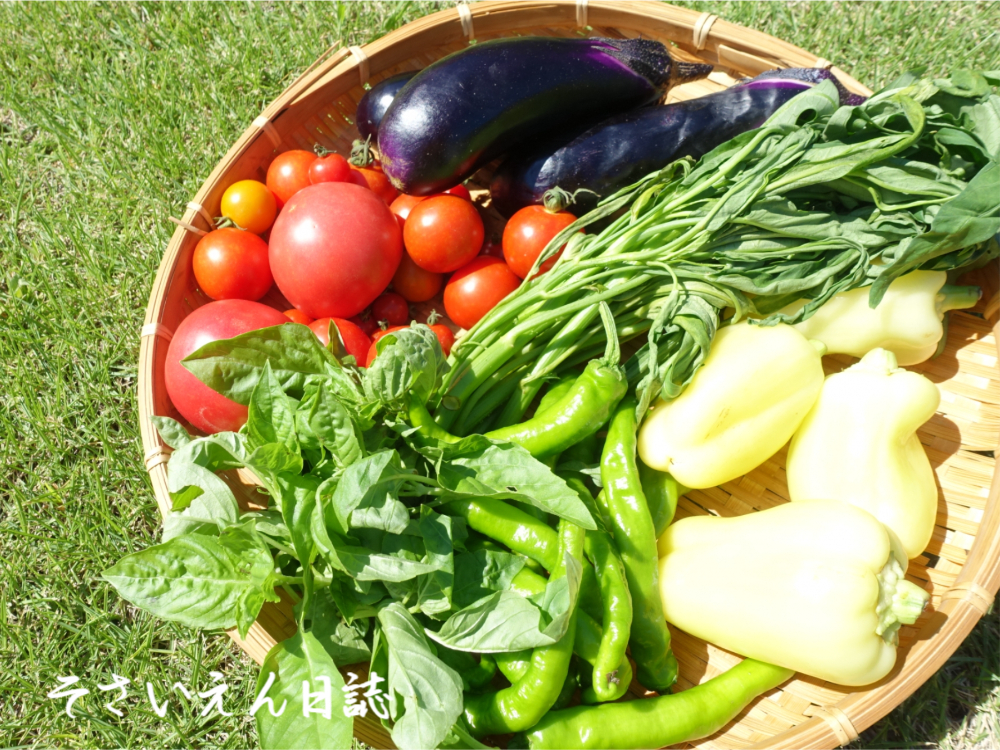 夏の朝採り無農薬野菜