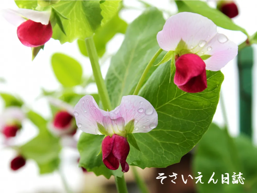 雨に濡れるさやえんどうの花