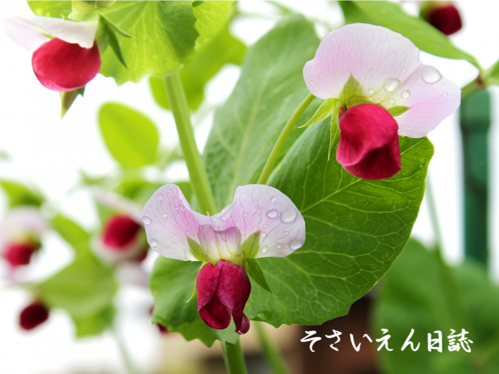 穀雨ケア さやえんどう