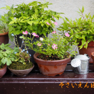 庭のガーデニングコーナー