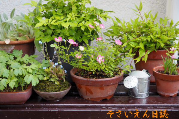 庭のガーデニングコーナー