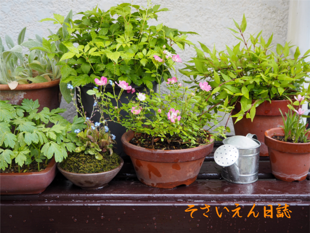 庭のガーデニングコーナー