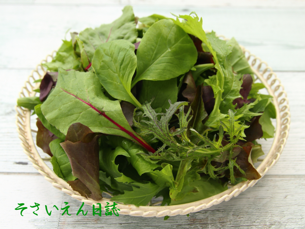 初夏収穫 ベビーリーフ