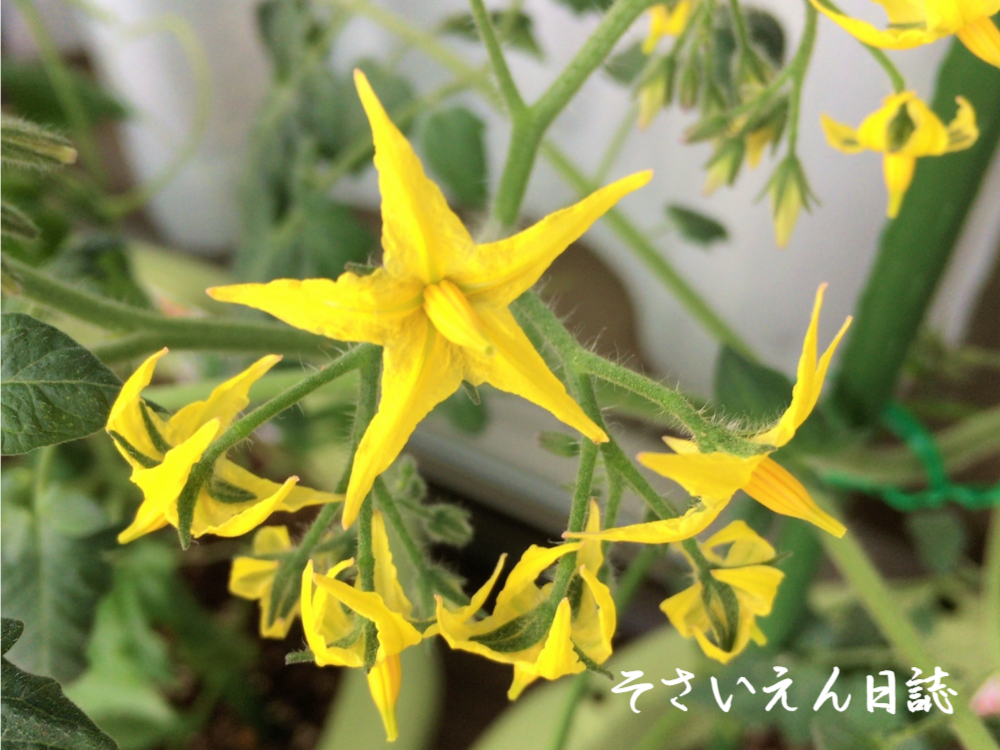 トマトの花