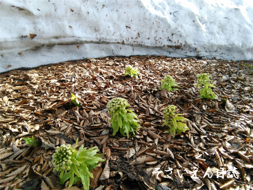 東北山菜 ふきのとう