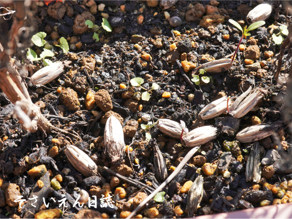 こぼれ種 マリーゴールド