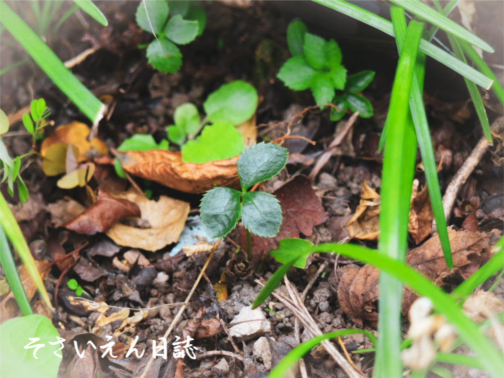 こぼれ種 クリスマスローズ