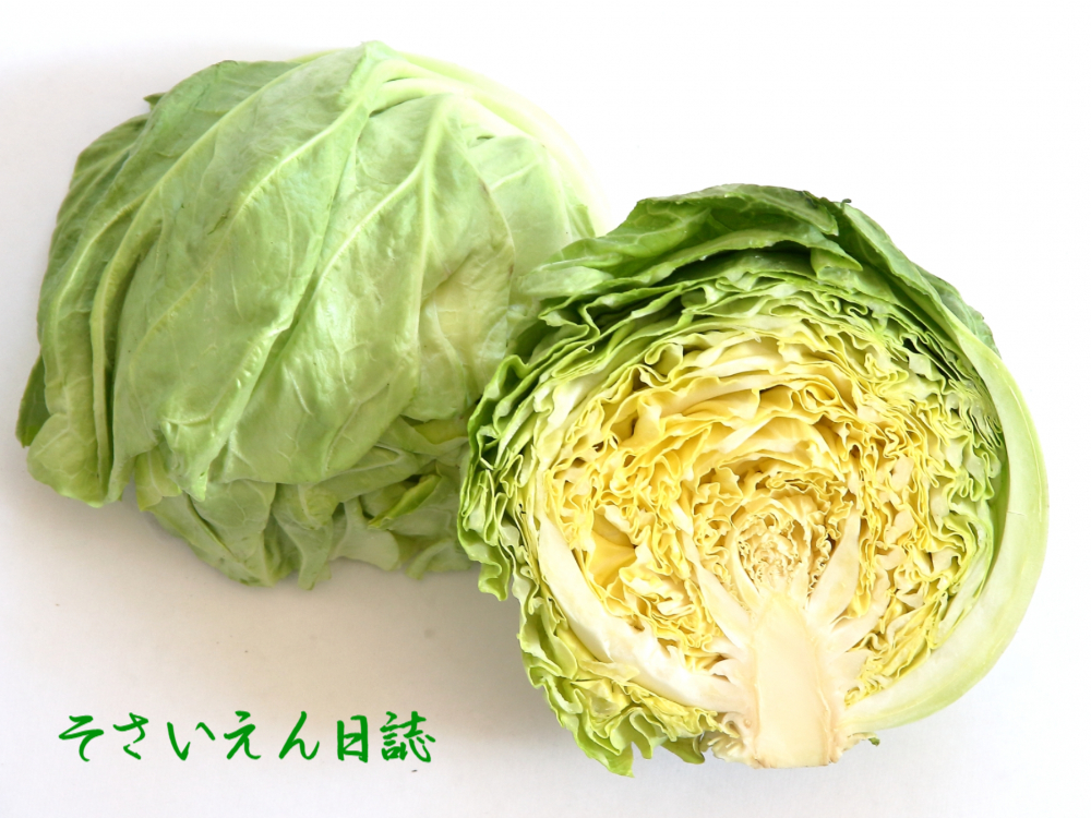 春キャベツの断面