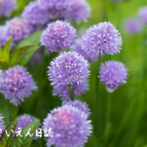 チャイブの花