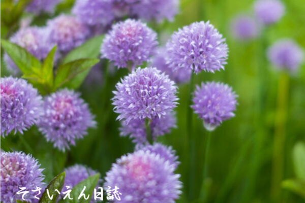 チャイブの花