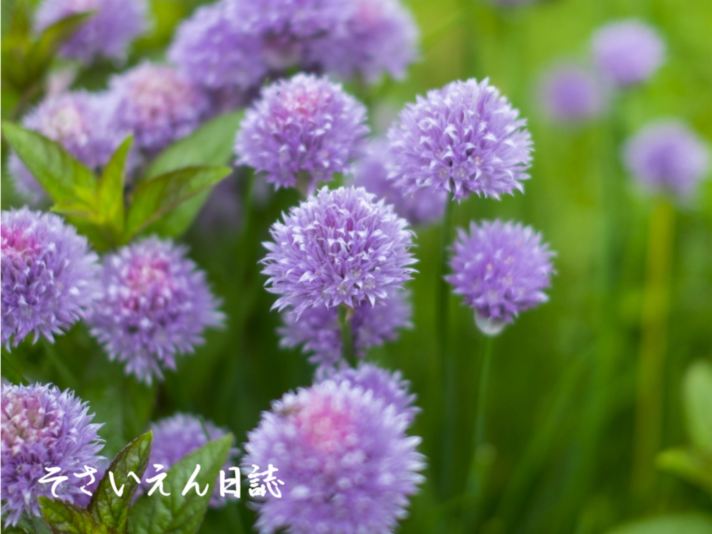 チャイブの花