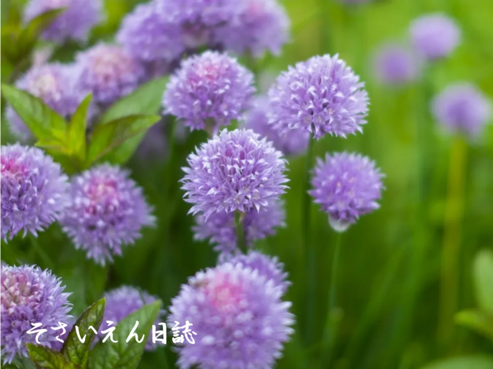 ハーブオムレツ摘みたて風