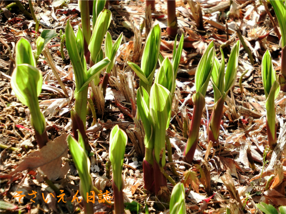 穀雨の庭、シランの若葉