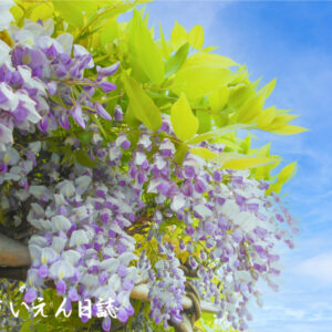 晩春の詩庭 藤棚