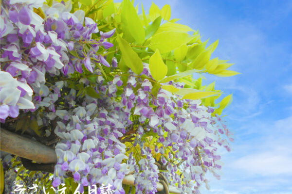 晩春の詩庭 藤棚