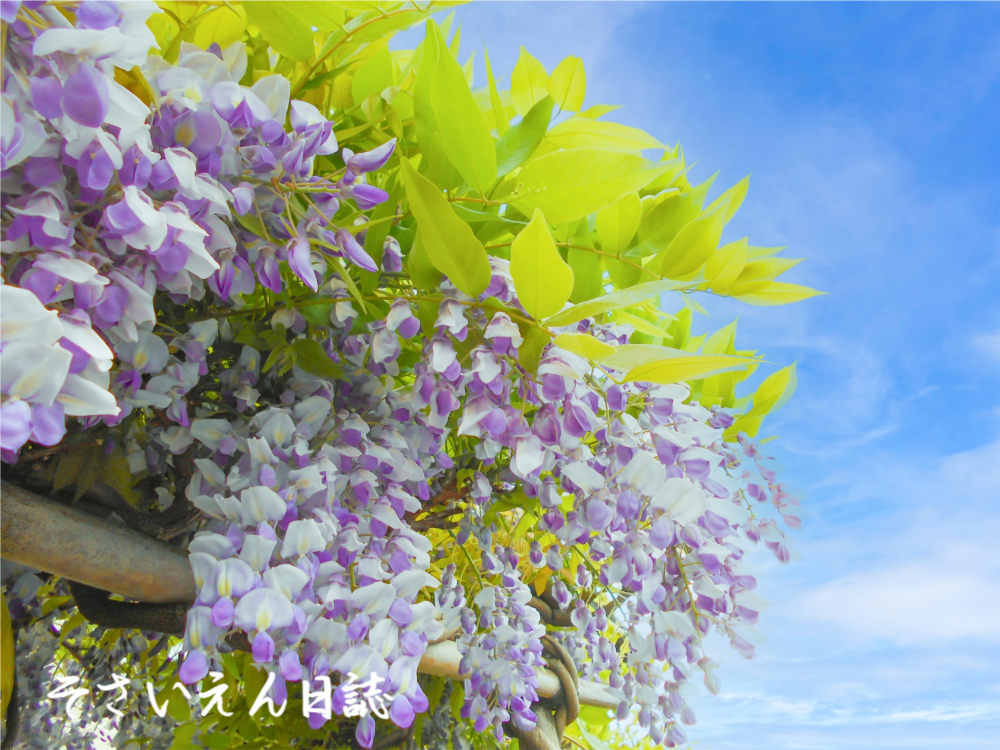 晩春の詩庭 藤棚