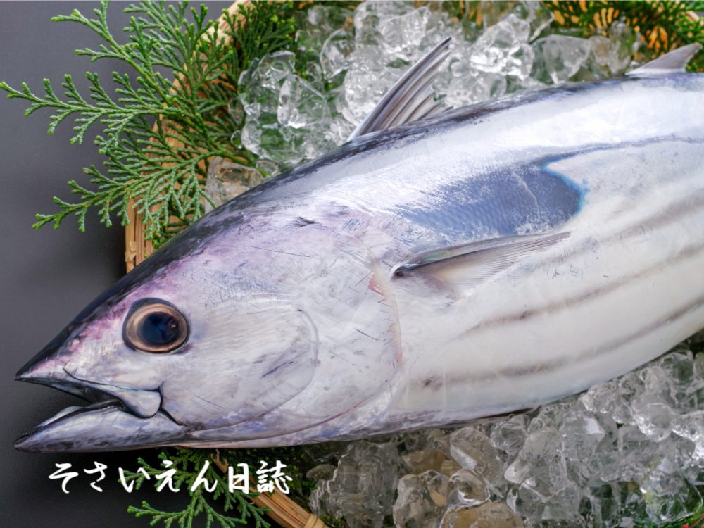 初鰹木の芽 本カツオ