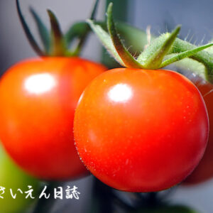 色づき始めたミニトマト