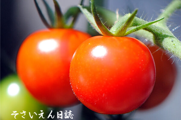 色づき始めたミニトマト