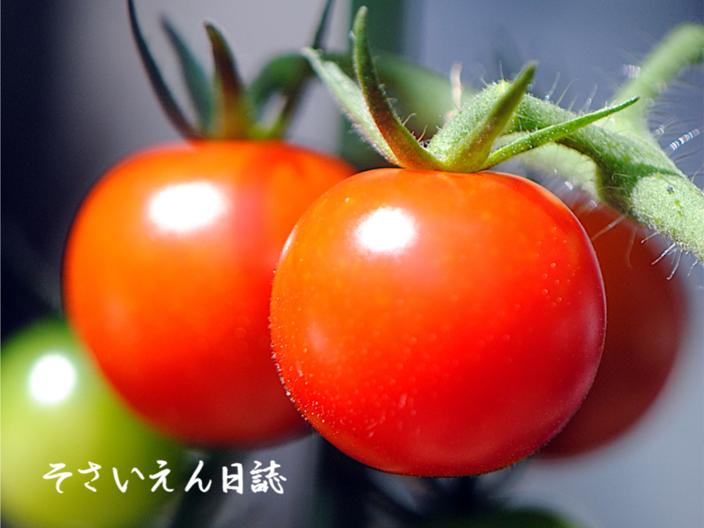 支柱誘引 伸びる野菜の基本