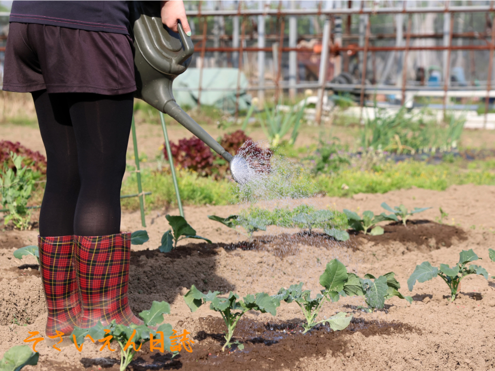 水やりコツ、ブロッコリー