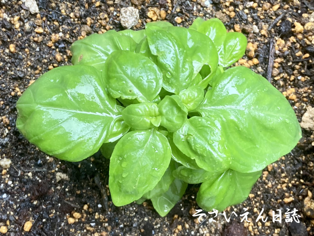 雨の菜園 バジル